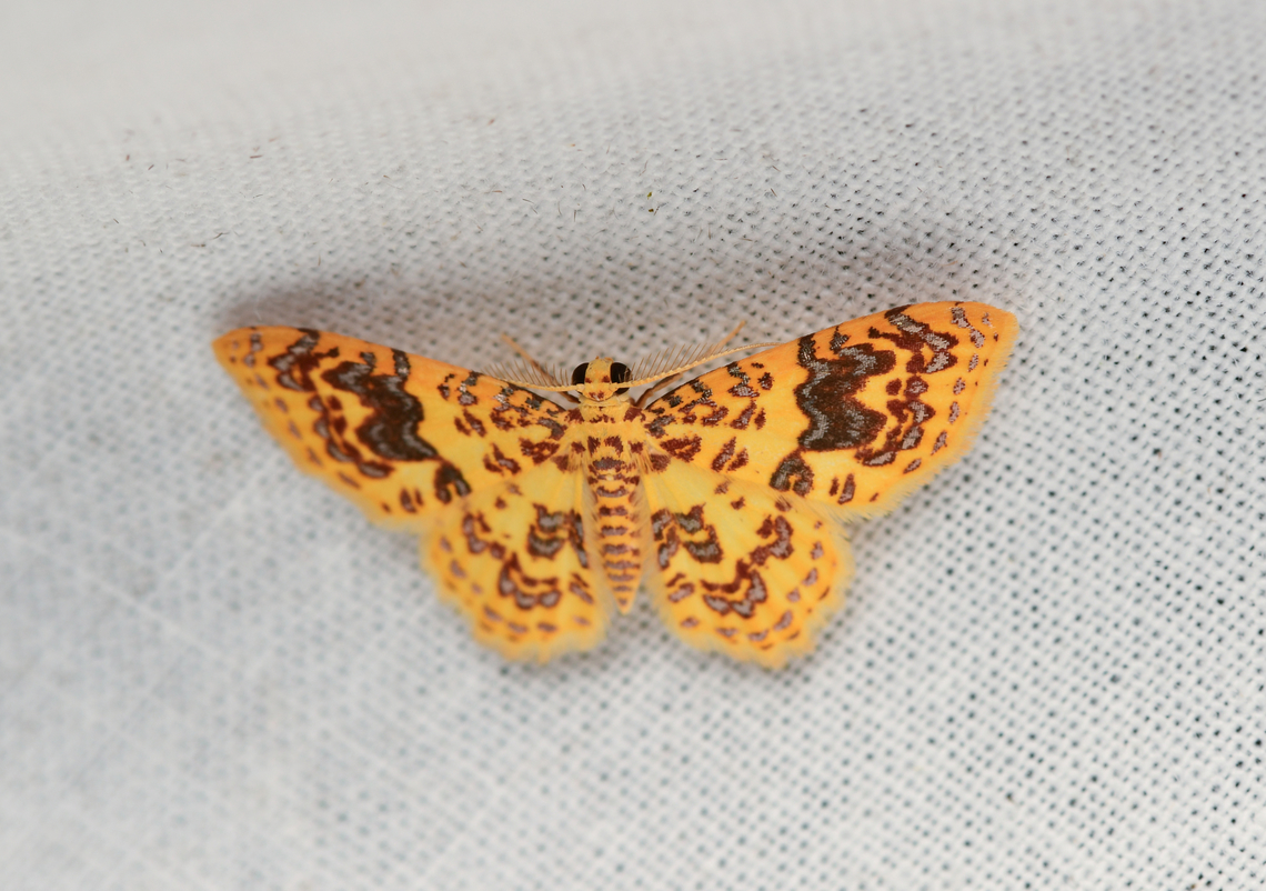 Eois golosata, La Isla Escondida, Colombia  Colombia,Colombia 2024,Eois golosata,Fall,Geotagged,La Isla Escondida,South America,World