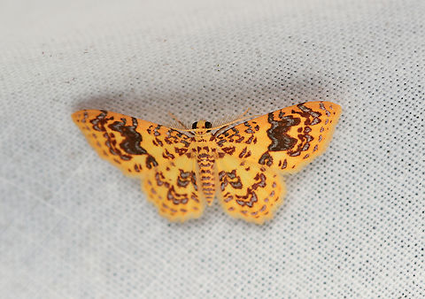 Eois golosata, La Isla Escondida, Colombia  Colombia,Colombia 2024,Eois golosata,Fall,Geotagged,La Isla Escondida,South America,World