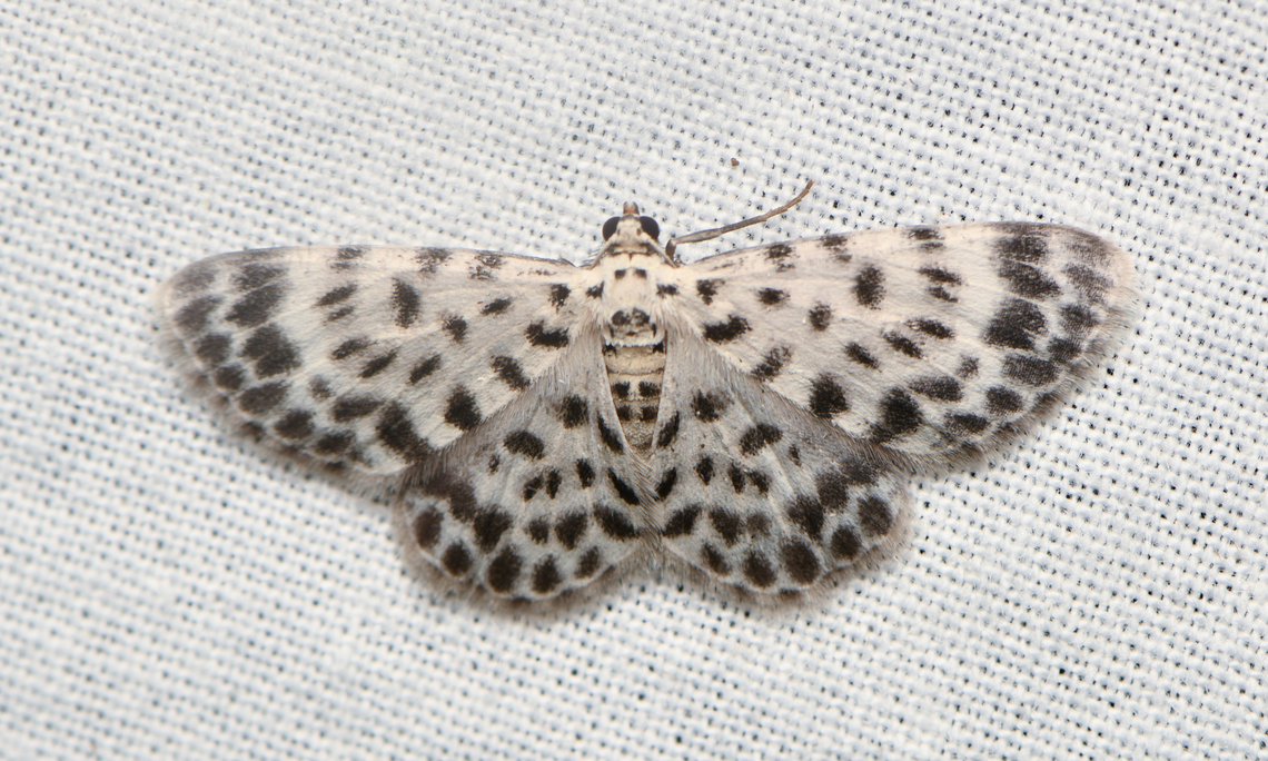 Hymenomima seriata, La Isla Escondida, Colombia  Colombia,Colombia 2024,Fall,Geotagged,Hymenomima seriata,La Isla Escondida,South America,World