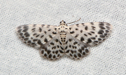 Hymenomima seriata, La Isla Escondida, Colombia  Colombia,Colombia 2024,Fall,Geotagged,Hymenomima seriata,La Isla Escondida,South America,World