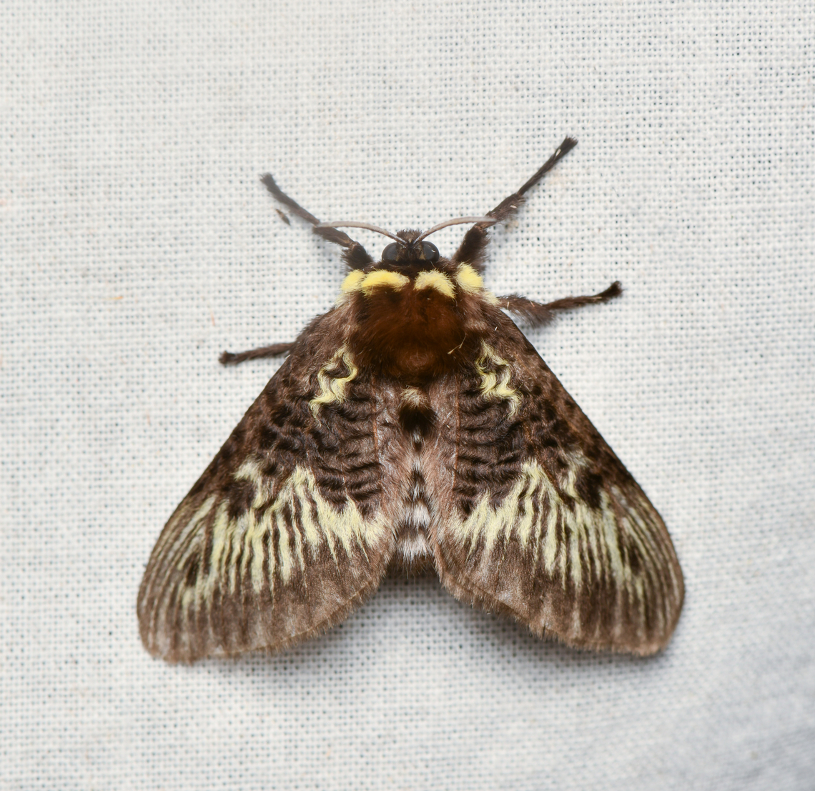 Megalopyge albicollis, La Isla Escondida, Colombia  Colombia,Colombia 2024,Fall,Geotagged,La Isla Escondida,Megalopyge albicollis,South America,World