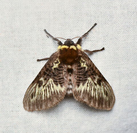 Megalopyge albicollis, La Isla Escondida, Colombia  Colombia,Colombia 2024,Fall,Geotagged,La Isla Escondida,Megalopyge albicollis,South America,World