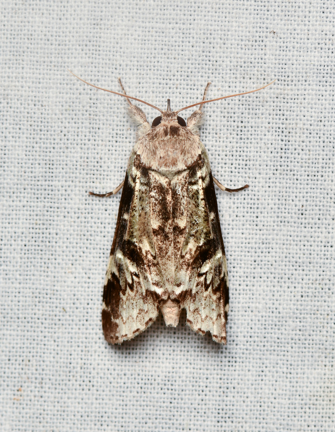 Noctuoidea, La Isla Escondida, Colombia  Colombia,Colombia 2024,Fall,Geotagged,La Isla Escondida,South America,World