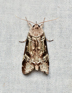 Noctuoidea, La Isla Escondida, Colombia  Colombia,Colombia 2024,Fall,Geotagged,La Isla Escondida,South America,World