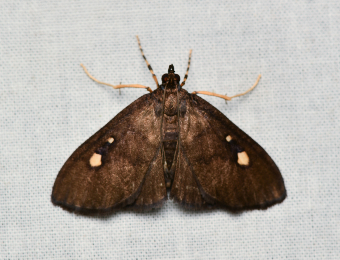 Crambidae, La Isla Escondida, Colombia  Colombia,Colombia 2024,Fall,Geotagged,La Isla Escondida,South America,World