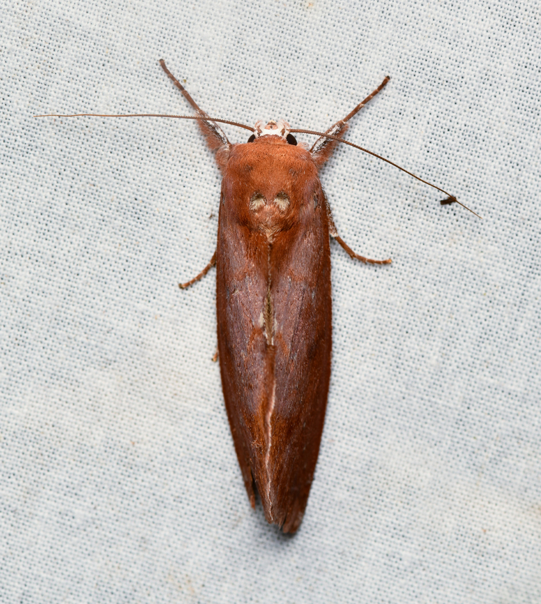 Hemiceras conspirata, La Isla Escondida, Colombia  Colombia,Colombia 2024,Fall,Geotagged,Hemiceras conspirata,La Isla Escondida,South America,World