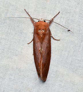 Hemiceras conspirata, La Isla Escondida, Colombia  Colombia,Colombia 2024,Fall,Geotagged,Hemiceras conspirata,La Isla Escondida,South America,World