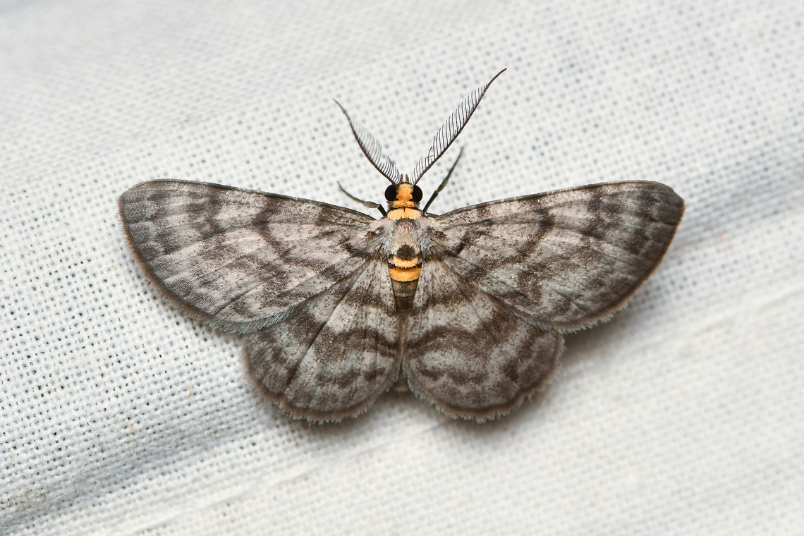 Hymenomima sp., La Isla Escondida, Colombia Hymenomima sp. Colombia,Colombia 2024,Fall,Geotagged,La Isla Escondida,South America,World