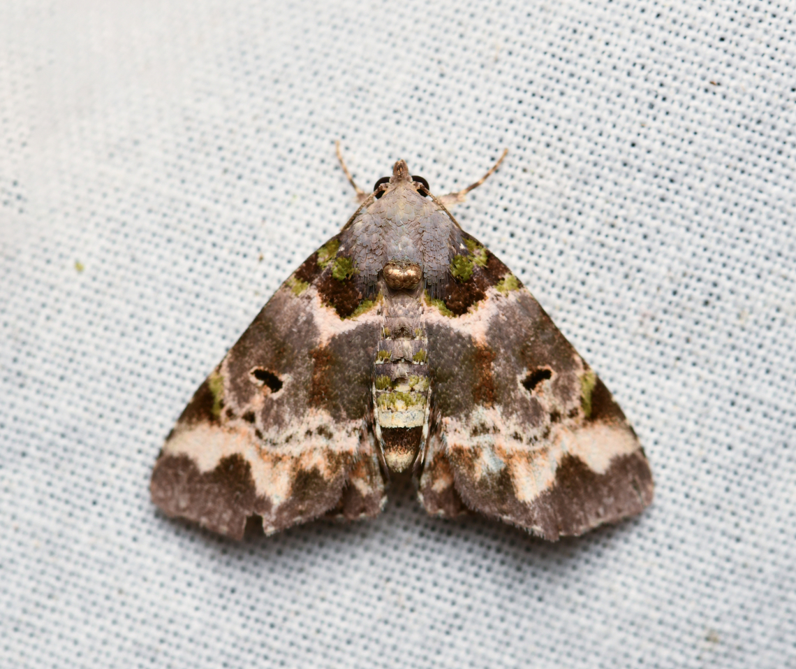 Metalectra sp., La Isla Escondida, Colombia Similar:<br />
<a href="https://leps.fieldguide.ai/figures?category=5f2425303c12ef39d8455457" rel="nofollow">https://leps.fieldguide.ai/figures?category=5f2425303c12ef39d8455457</a> Colombia,Colombia 2024,Fall,Geotagged,La Isla Escondida,South America,World