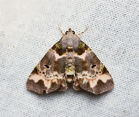 Metalectra sp., La Isla Escondida, Colombia Similar:
https://leps.fieldguide.ai/figures?category=5f2425303c12ef39d8455457 Colombia,Colombia 2024,Fall,Geotagged,La Isla Escondida,South America,World