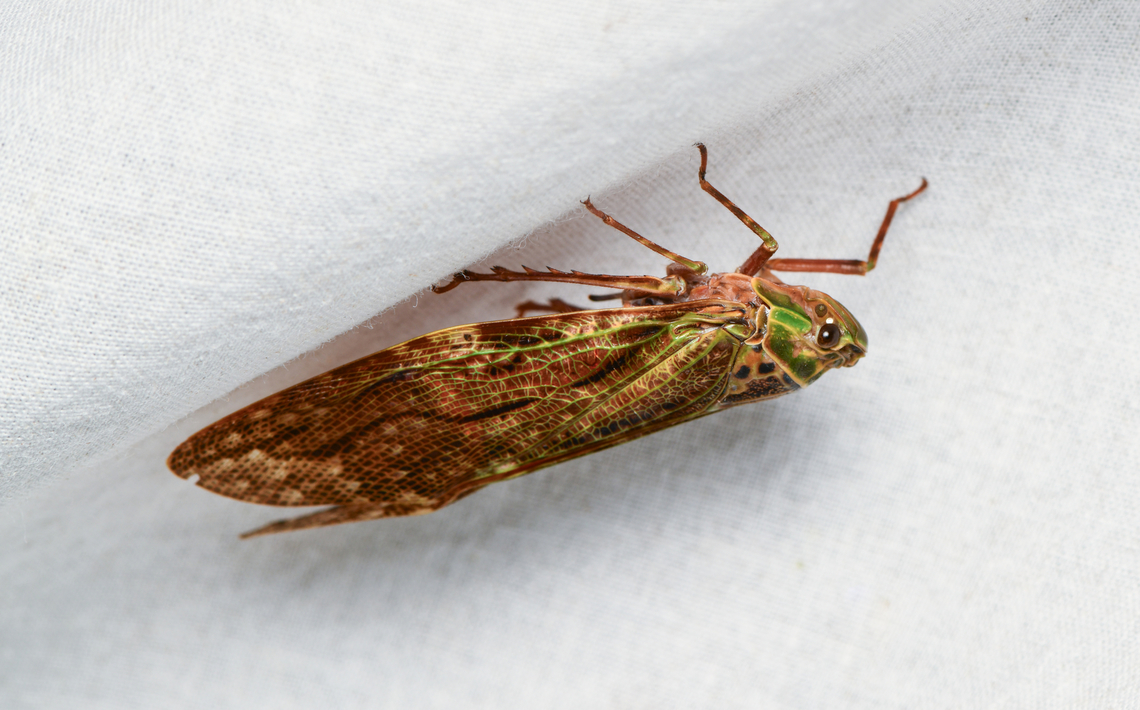 Cicadinae, La Isla Escondida, Colombia  Colombia,Colombia 2024,Fall,Geotagged,La Isla Escondida,South America,World