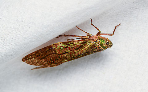 Cicadinae, La Isla Escondida, Colombia  Colombia,Colombia 2024,Fall,Geotagged,La Isla Escondida,South America,World