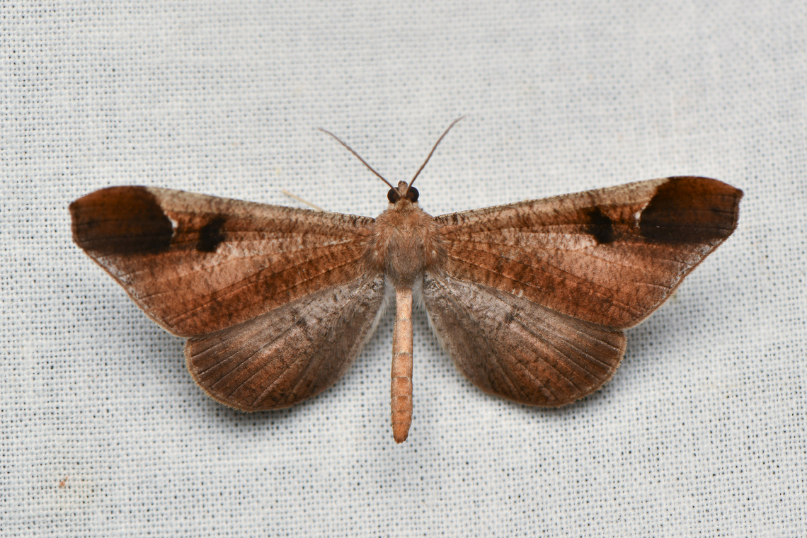 Macrosoma majormacula, La Isla Escondida, Colombia Interesting taxonomy for this species: it's our first observation in the Hedylidae family, also known as American Moth-Butterflies. Taxonomists can't agree on this being a butterfly or a moth, hence it's a Moth-butterfly. Colombia,Colombia 2024,Fall,Geotagged,La Isla Escondida,Macrosoma majormacula,South America,World