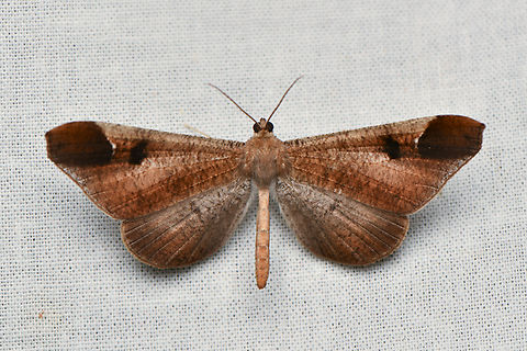 Macrosoma majormacula, La Isla Escondida, Colombia Interesting taxonomy for this species: it's our first observation in the Hedylidae family, also known as American Moth-Butterflies. Taxonomists can't agree on this being a butterfly or a moth, hence it's a Moth-butterfly. Colombia,Colombia 2024,Fall,Geotagged,La Isla Escondida,Macrosoma majormacula,South America,World