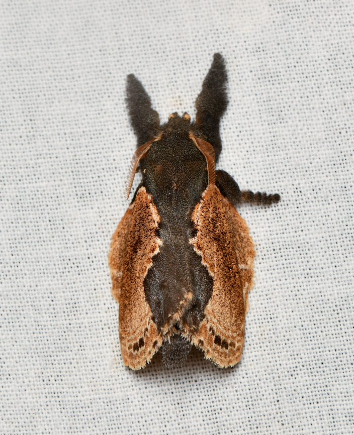 Euglyphis marna, La Isla Escondida, Colombia  Colombia,Colombia 2024,Euglyphis marna,Fall,Geotagged,La Isla Escondida,South America,World