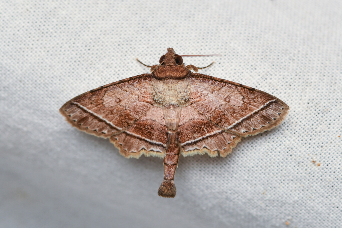 Dolichosomastis ocresia, La Isla Escondida, Colombia  Colombia,Colombia 2024,Dolichosomastis ocresia,Fall,Geotagged,La Isla Escondida,South America,World