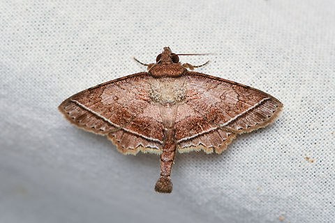 Dolichosomastis ocresia, La Isla Escondida, Colombia  Colombia,Colombia 2024,Dolichosomastis ocresia,Fall,Geotagged,La Isla Escondida,South America,World