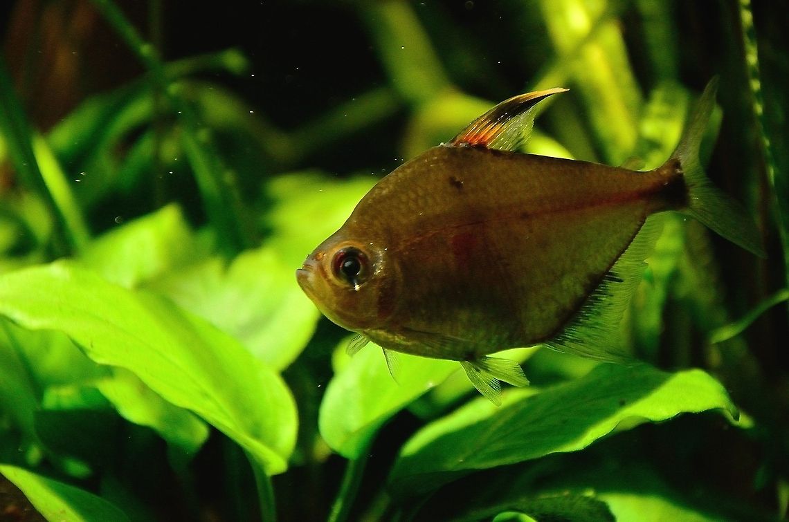 Bleeding Heart Tetra (Hyphessobrycon erythrostigma) A peaceful acquarium fish originally from Colombia. Bleeding Heart Tetra,Fish,Hyphessobrycon erythrostigma,Rhenen Zoo
