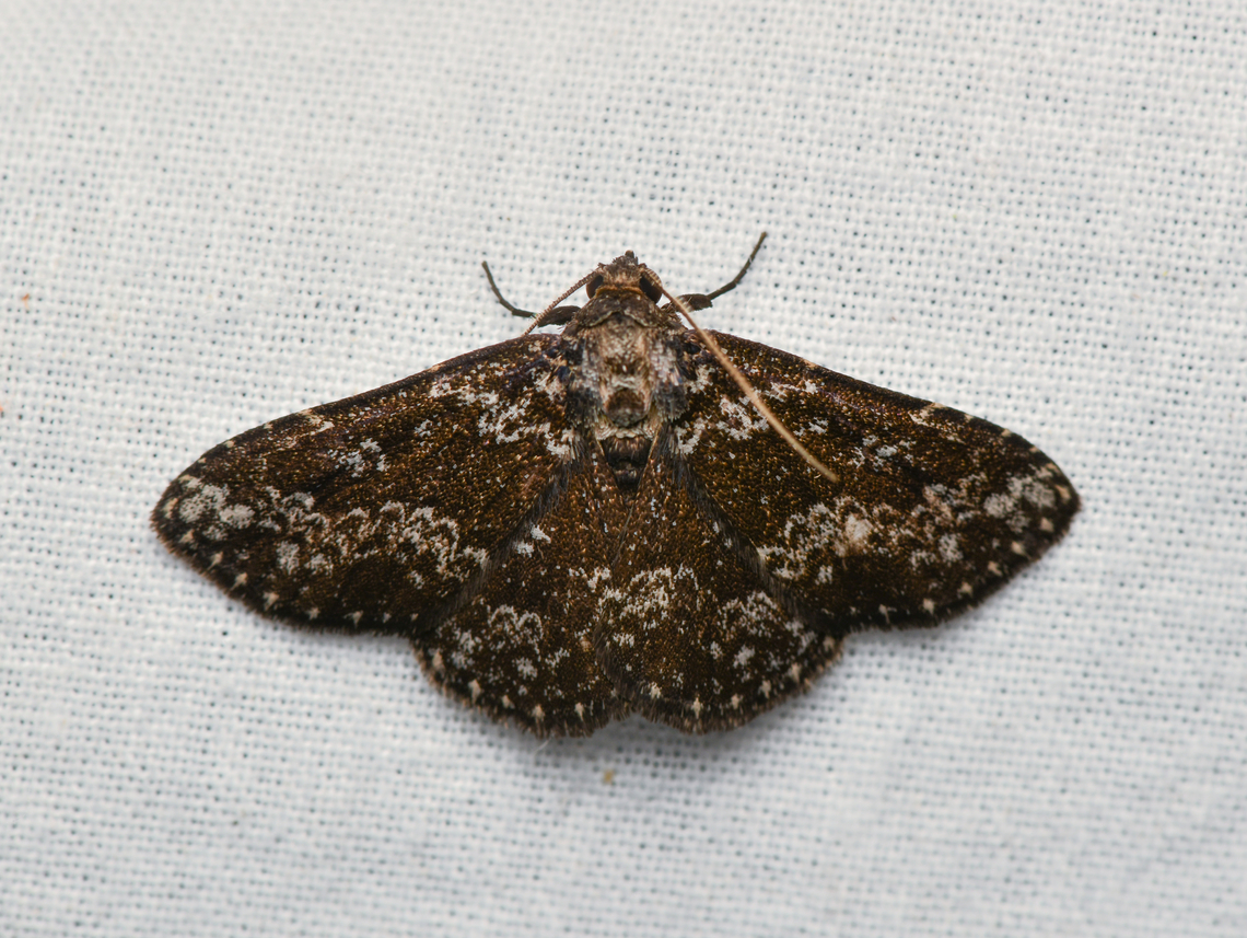 Antiblemma sp,?, La Isla Escondida, Colombia  Colombia,Colombia 2024,Fall,Geotagged,La Isla Escondida,South America,World