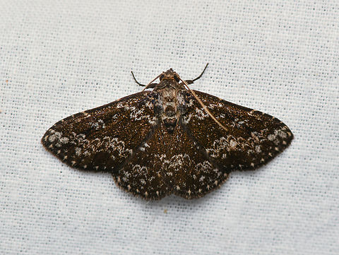 Antiblemma sp,?, La Isla Escondida, Colombia  Colombia,Colombia 2024,Fall,Geotagged,La Isla Escondida,South America,World