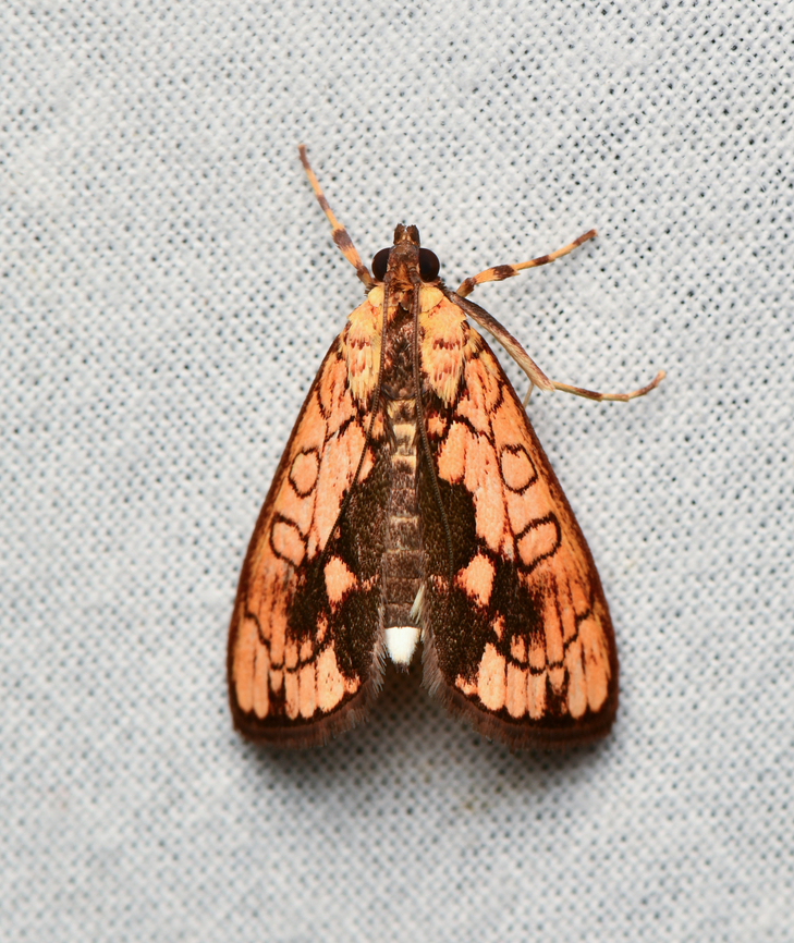 Spilomelinae , La Isla Escondida, Colombia  Colombia,Colombia 2024,Fall,Geotagged,La Isla Escondida,South America,World