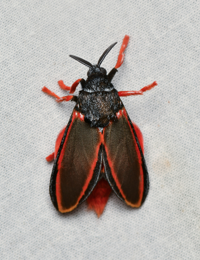 Edebessa circumcincta, La Isla Escondida, Colombia  Colombia,Colombia 2024,Fall,Geotagged,La Isla Escondida,South America,Trosia circumcincta,World