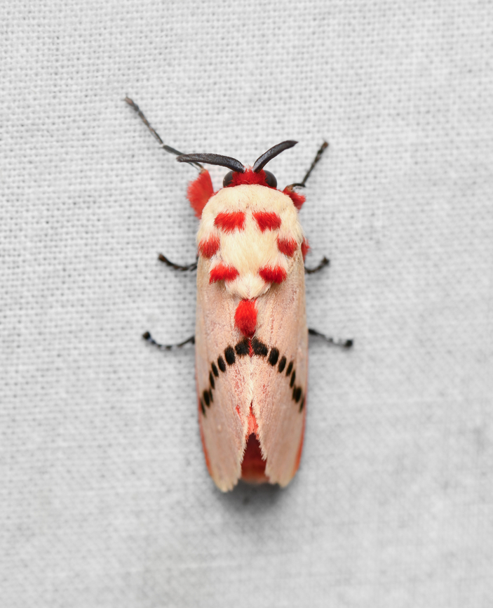 Trosia dimas, La Isla Escondida, Colombia  Colombia,Colombia 2024,Fall,Geotagged,La Isla Escondida,Rosy ermine,South America,Trosia dimas,World