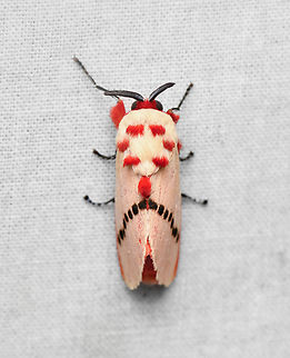 Trosia dimas, La Isla Escondida, Colombia  Colombia,Colombia 2024,Fall,Geotagged,La Isla Escondida,Rosy ermine,South America,Trosia dimas,World