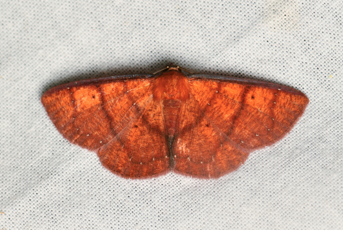 Antiblemma sp,?, La Isla Escondida, Colombia  Colombia,Colombia 2024,Fall,Geotagged,La Isla Escondida,South America,World