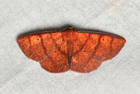 Antiblemma sp,?, La Isla Escondida, Colombia  Colombia,Colombia 2024,Fall,Geotagged,La Isla Escondida,South America,World