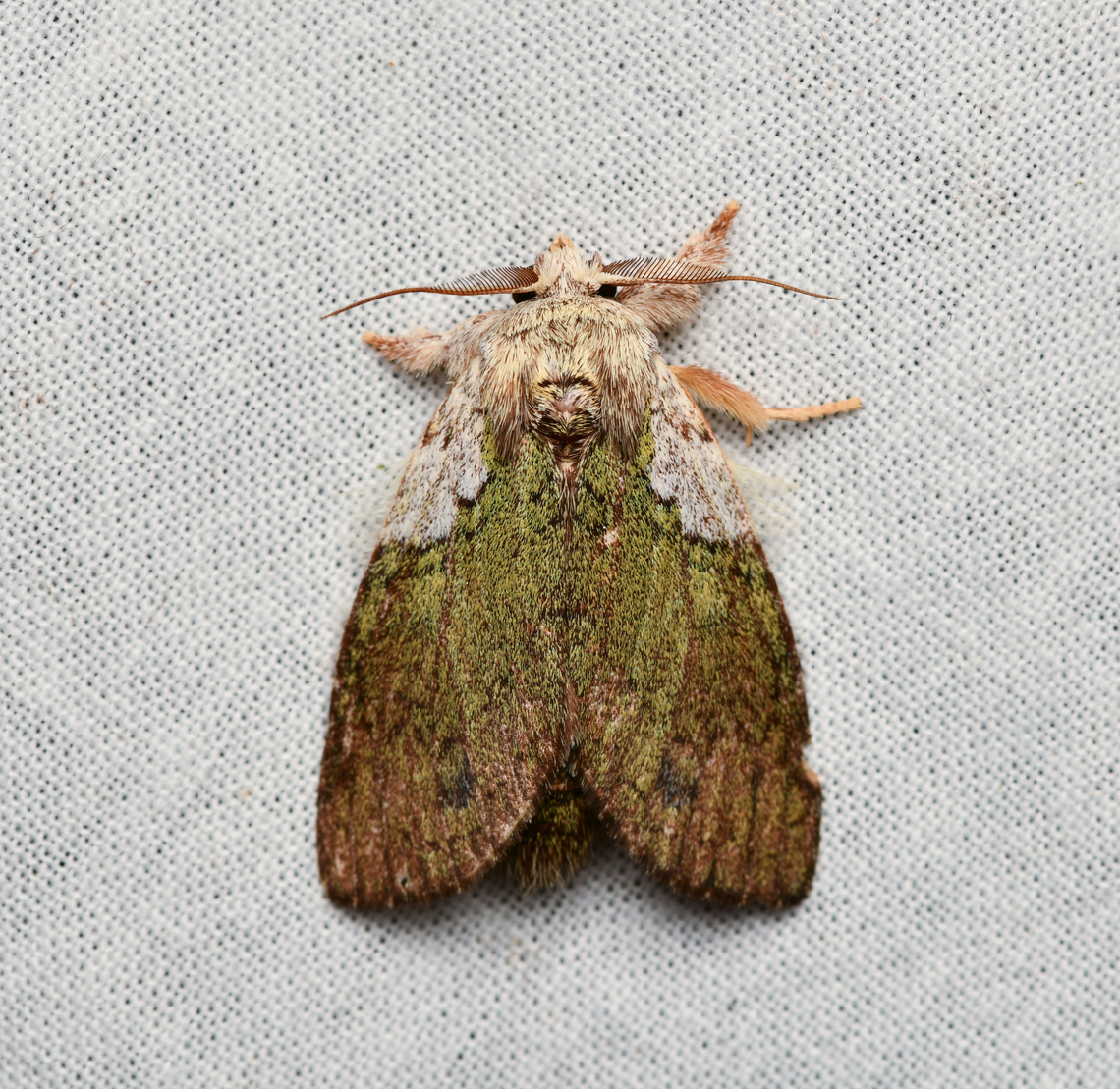 Farigia foliata, La Isla Escondida, Colombia  Colombia,Colombia 2024,Fall,Farigia foliata,Geotagged,La Isla Escondida,South America,World