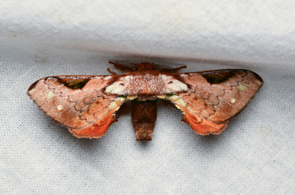 Epia madeira, La Isla Escondida, Colombia  Colombia,Colombia 2024,Epia madeira,Fall,Geotagged,La Isla Escondida,South America,World