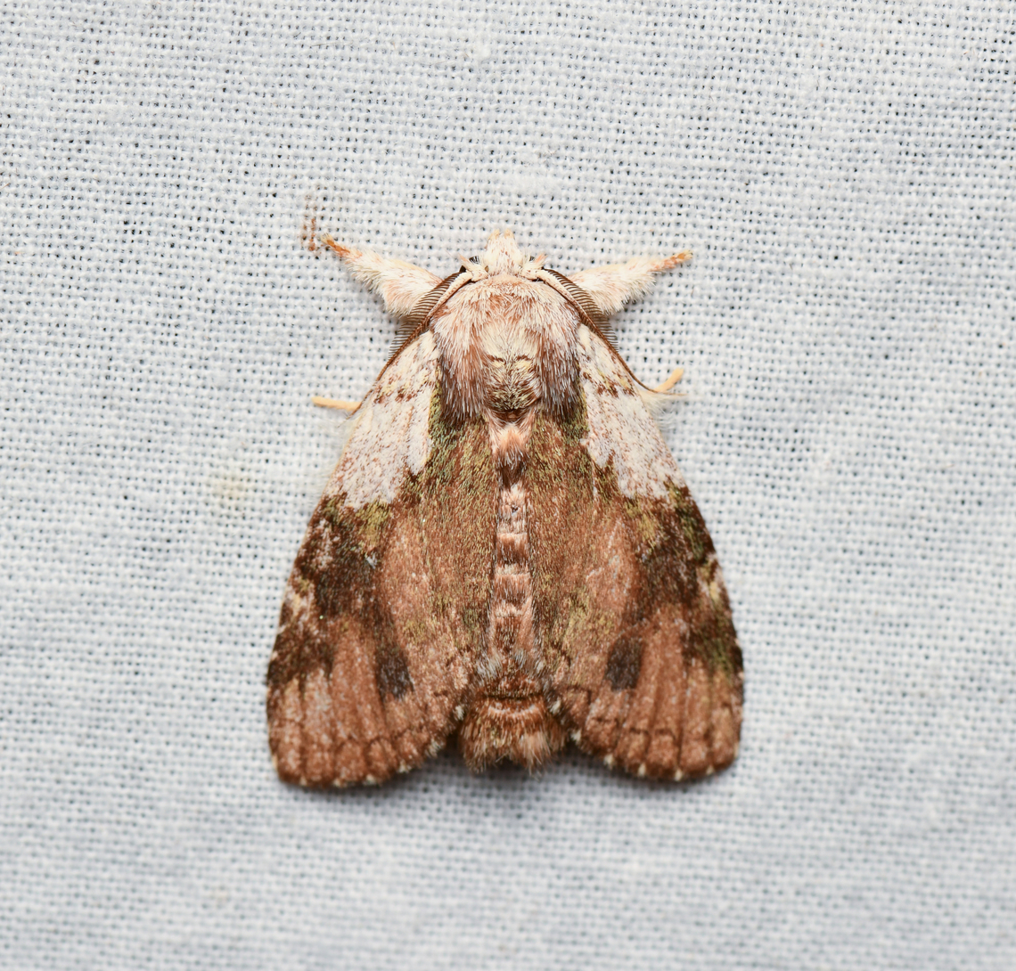 Farigia foliata #2, La Isla Escondida, Colombia  Colombia,Colombia 2024,Fall,Farigia foliata,Geotagged,La Isla Escondida,South America,World