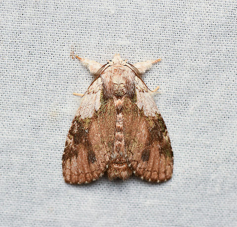 Farigia foliata #2, La Isla Escondida, Colombia  Colombia,Colombia 2024,Fall,Farigia foliata,Geotagged,La Isla Escondida,South America,World