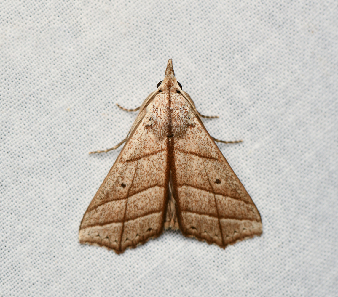 Ensipia sp., La Isla Escondida, Colombia  Colombia,Colombia 2024,Fall,Geotagged,La Isla Escondida,South America,World