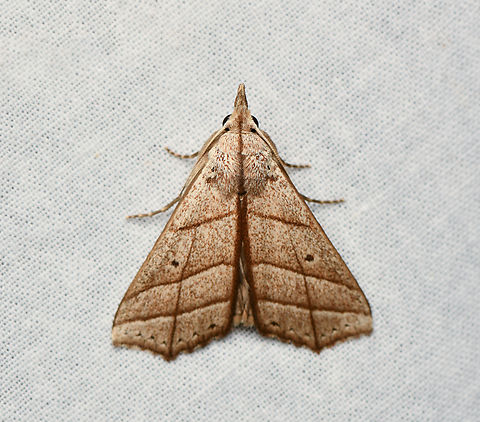 Ensipia sp., La Isla Escondida, Colombia  Colombia,Colombia 2024,Fall,Geotagged,La Isla Escondida,South America,World