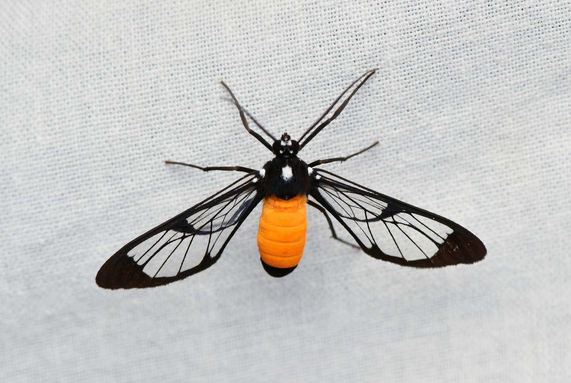 Cosmosoma stilbosticta, La Isla Escondida, Colombia  Colombia,Colombia 2024,Cosmosoma stilbosticta,Fall,Geotagged,La Isla Escondida,South America,World