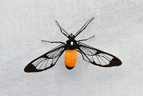 Cosmosoma stilbosticta, La Isla Escondida, Colombia  Colombia,Colombia 2024,Cosmosoma stilbosticta,Fall,Geotagged,La Isla Escondida,South America,World