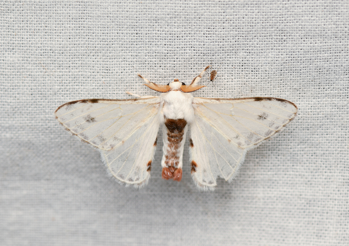 Colla opalifera, La Isla Escondida, Colombia  Colla opalifera,Colombia,Colombia 2024,Fall,Geotagged,La Isla Escondida,South America,World