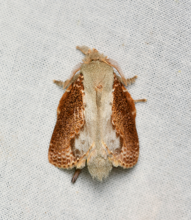 Euglyphis lankesteri, La Isla Escondida, Colombia  Colombia,Colombia 2024,Euglyphis lankesteri,Fall,Geotagged,La Isla Escondida,South America,World