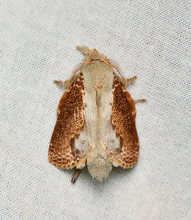 Euglyphis lankesteri