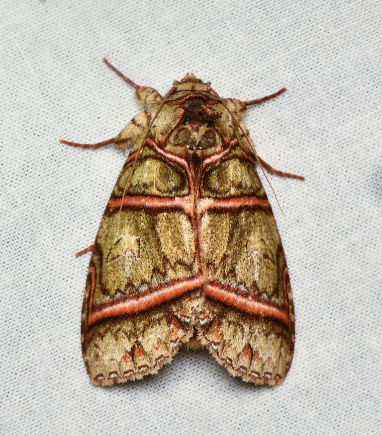 Disphragis antarorum, La Isla Escondida, Colombia  Colombia,Colombia 2024,Disphragis antarorum,Fall,Geotagged,La Isla Escondida,South America,World