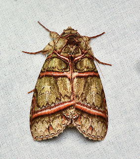 Disphragis antarorum, La Isla Escondida, Colombia  Colombia,Colombia 2024,Disphragis antarorum,Fall,Geotagged,La Isla Escondida,South America,World