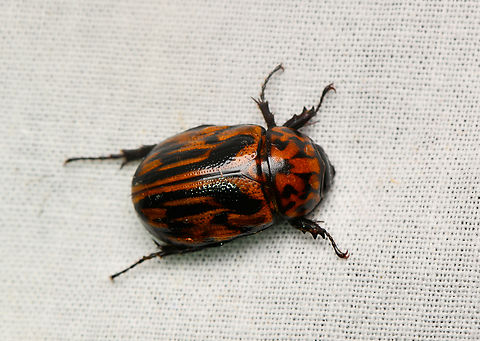 Cyclocephala molesta, La Isla Escondida, Colombia  Colombia,Colombia 2024,Cyclocephala molesta,Fall,Geotagged,La Isla Escondida,South America,World