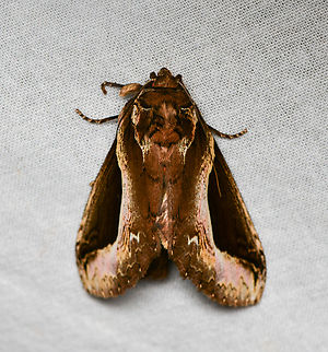 Rhuda focula, La Isla Escondida, Colombia  Colombia,Colombia 2024,Fall,Geotagged,La Isla Escondida,Rhuda focula,South America,World