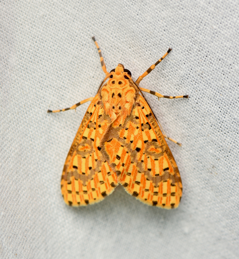 Eriostepta fulvescens, La Isla Escondida, Colombia  Colombia,Colombia 2024,Eriostepta fulvescens,Fall,Geotagged,La Isla Escondida,South America,World