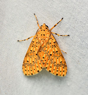 Eriostepta fulvescens, La Isla Escondida, Colombia  Colombia,Colombia 2024,Eriostepta fulvescens,Fall,Geotagged,La Isla Escondida,South America,World