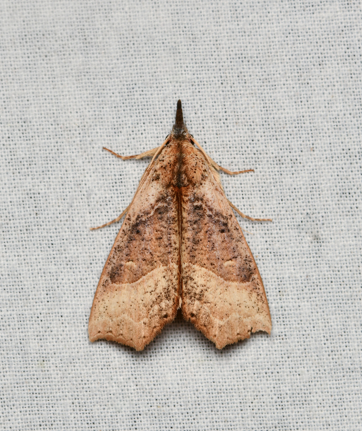 Hypena sp., La Isla Escondida, Colombia  Colombia,Colombia 2024,Fall,Geotagged,La Isla Escondida,South America,World