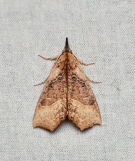 Hypena sp., La Isla Escondida, Colombia  Colombia,Colombia 2024,Fall,Geotagged,La Isla Escondida,South America,World