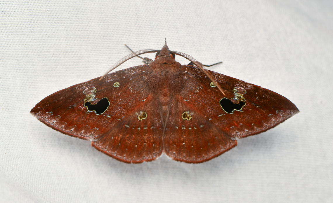 Gorgone fellearis, La Isla Escondida, Colombia  Colombia,Colombia 2024,Fall,Geotagged,Gorgone fellearis,La Isla Escondida,South America,World